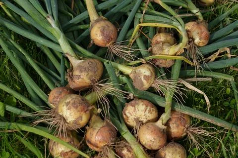 Onion 스톡 사진