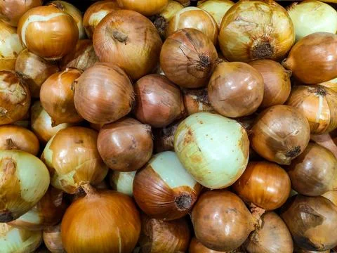 Onion Stock Photos