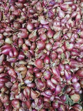 Onion Stock Photos