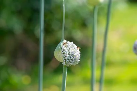 Onion plant Stock Photos