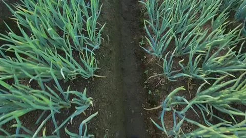 Onion plant Stock Photos