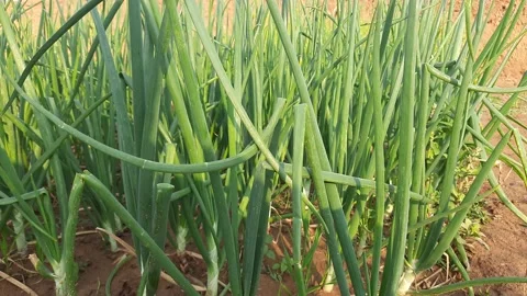 Onion plant in vegetable Garden. Video stock 188183116