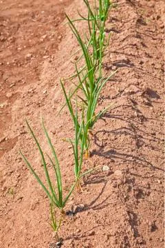 Onion plants Stock Photos