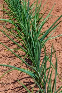 Onion plants Stock Photos