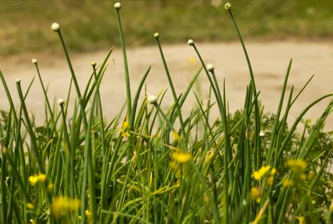 Onion Plants 스톡 사진