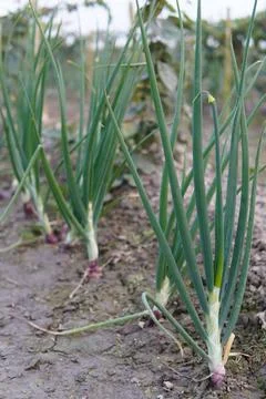 Onion plants Stock Photos