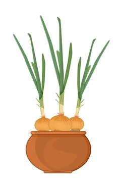 Onion in pot isolated on white background. Stock Illustration