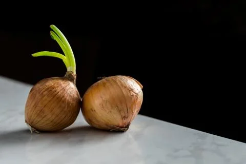 Onion. process. white black background. shadow. natural Harvest 2020. 스톡 사진