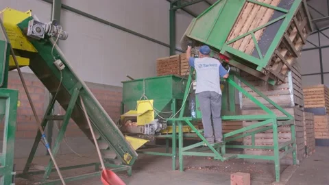 Onion processing Stock Footage 171555547