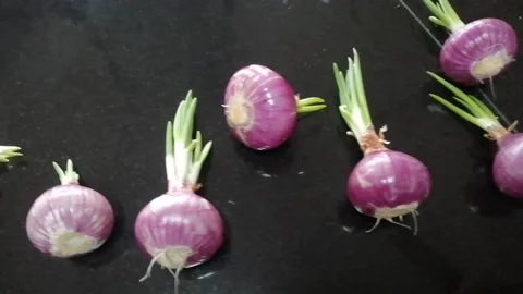 Onion root tip 스톡 동영상 224237995