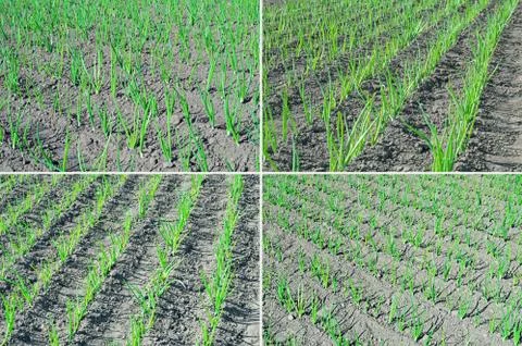 Onion rows collage Stock Photos