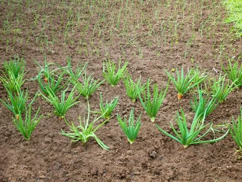 Onion rows in garden Stock Photos