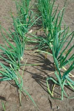 Onion rows Stock Photos