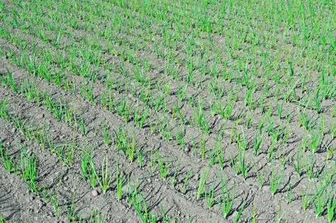 Onion rows Foto stock