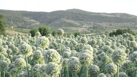Onion seed field on a background of mountains Stock Footage 135754245