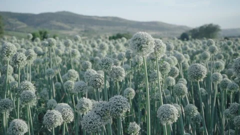 Onion seed field in the highlands Stock Footage 117239656