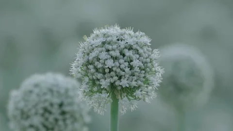 Onion seed head large on a blurred background Stock Footage 117334069