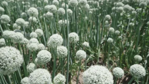 Onion seed head large on a blurred background Stock Footage 135759541