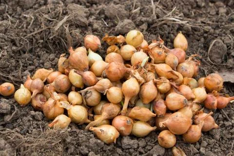 Onion seed Stock Photos