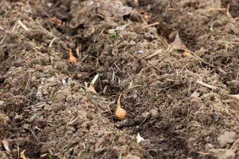 Onion seed Stock Photos