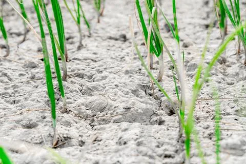 Onion seeding at a vegetable field Stock Photos