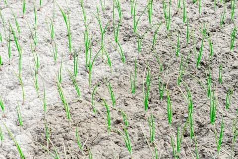 Onion seeding at a vegetable field Stock Photos