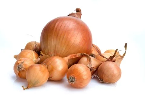 Onion seedling Foto stock