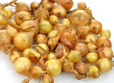 Onion seeds Stock Photos
