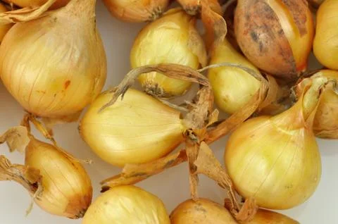 Onion seeds Stock-Fotos