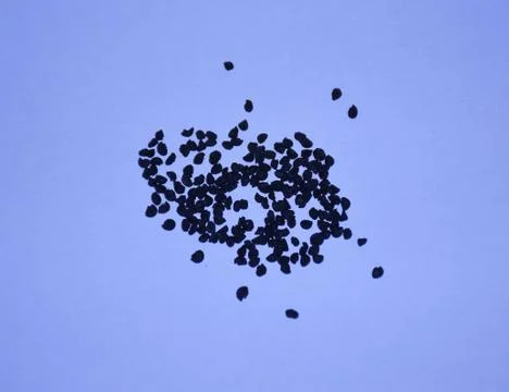 Onion Seeds Stock Photos
