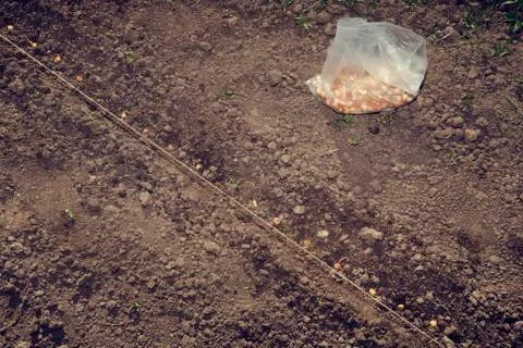 Onion sets in bedding and plastic bag full of onion sets Stock Photos