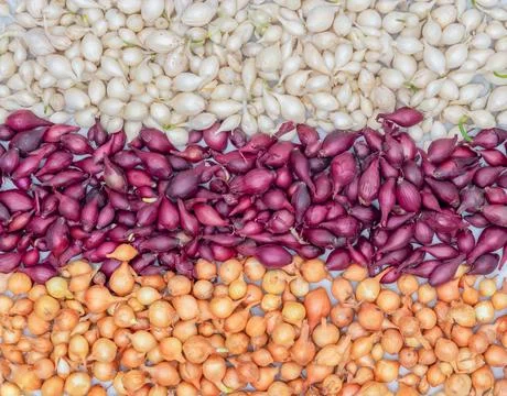 Onion sets of different colours are laid out in rows on the table Stock Photos