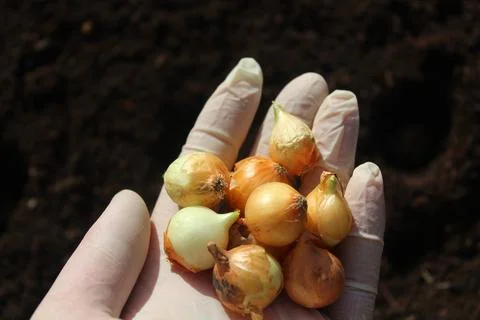 Onion sets in the spring Stock Photos