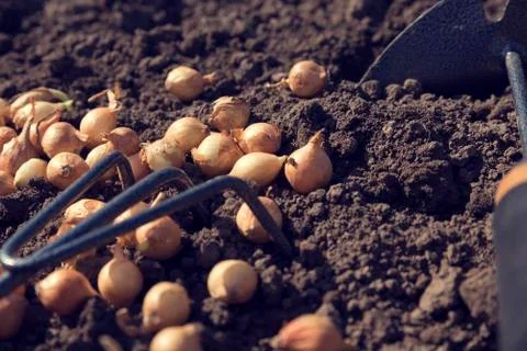Onion sets Spring planting Stock Photos