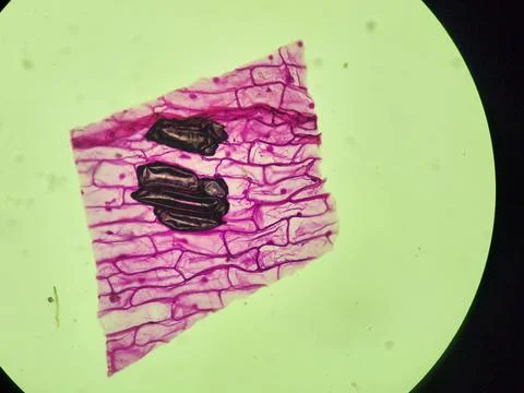 Onion skin viewed under microscope with pink stain Stock Photos