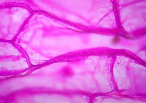 Onion skin viewed under microscope with pink stain Stock-Fotos