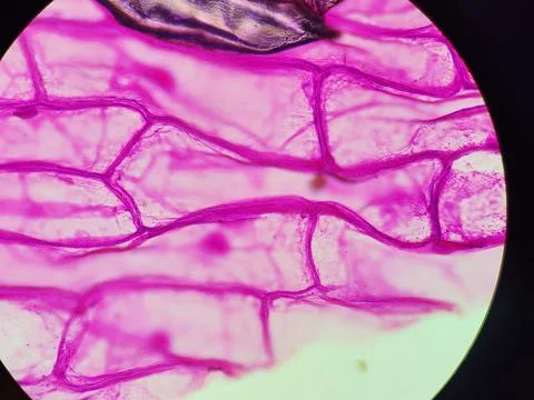 Onion skin viewed under microscope with pink stain Stock Photos