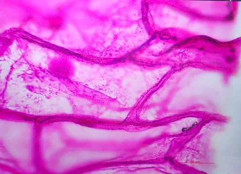 Onion skin viewed under microscope with pink stain Stock Photos