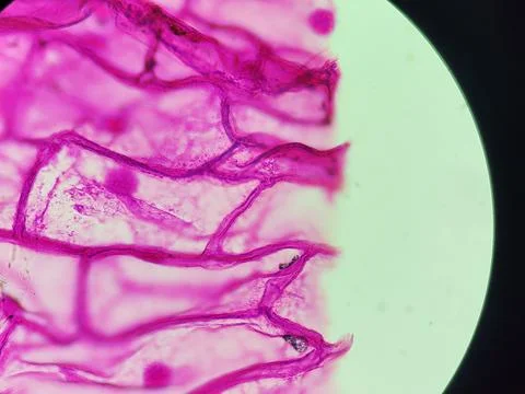 Onion skin viewed under microscope with pink stain Stock Photos