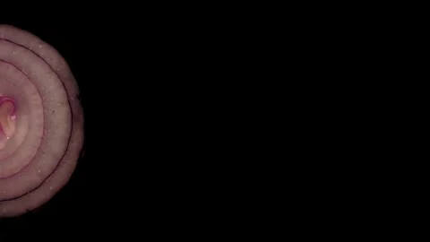 Onion Slice Side Rotating on Black Background in 60p Stock Footage 337014667