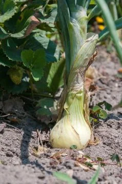 Onion in soil Stock Photos