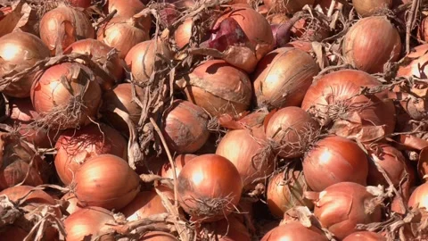 Onion Sorting and Grading Machine in Action. Fresh yellow onions in the box Video stock 330346363