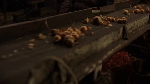 Onion sorting, processing and packing factory. Onion moving on a tractor Vidéo 112184598