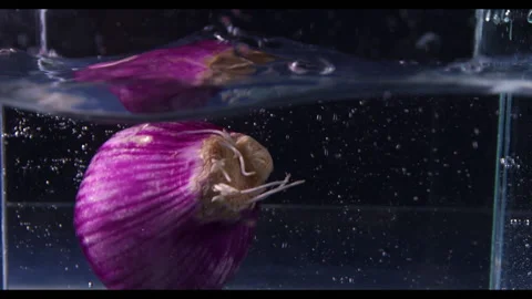 Onion splash footage 1 Video stock 227086773