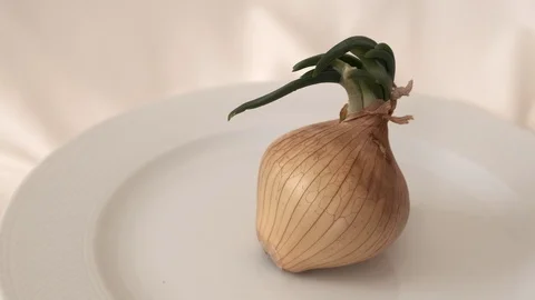 Onion sprouting on the 360 degree rotating stand, very close-up,germinated on Stock Footage 126788499