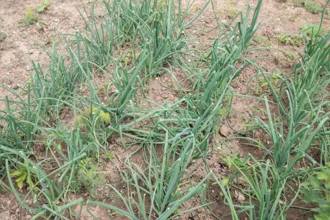 Onion sprouts in early spring at the kitchen garden Stock Photos