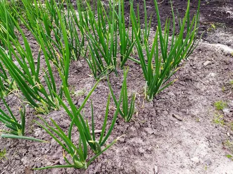 Onion sprouts in early spring at the kitchen garden Stock Photos