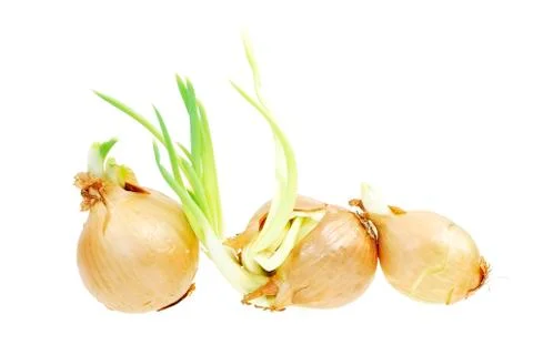 Onion Sprouts Foto stock