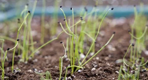 Onion Sprouts Stock Photos