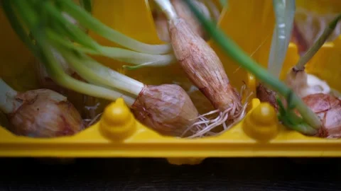 Onion with sprouts in yellow egg container with water, hydroponics at home. Stock-Footage 138741710